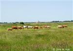 German agricultural landscape