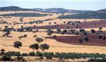 Spanish agricultural landscape